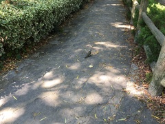 Pycnonotus sinensis sinensis