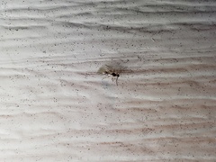 Diapriinae