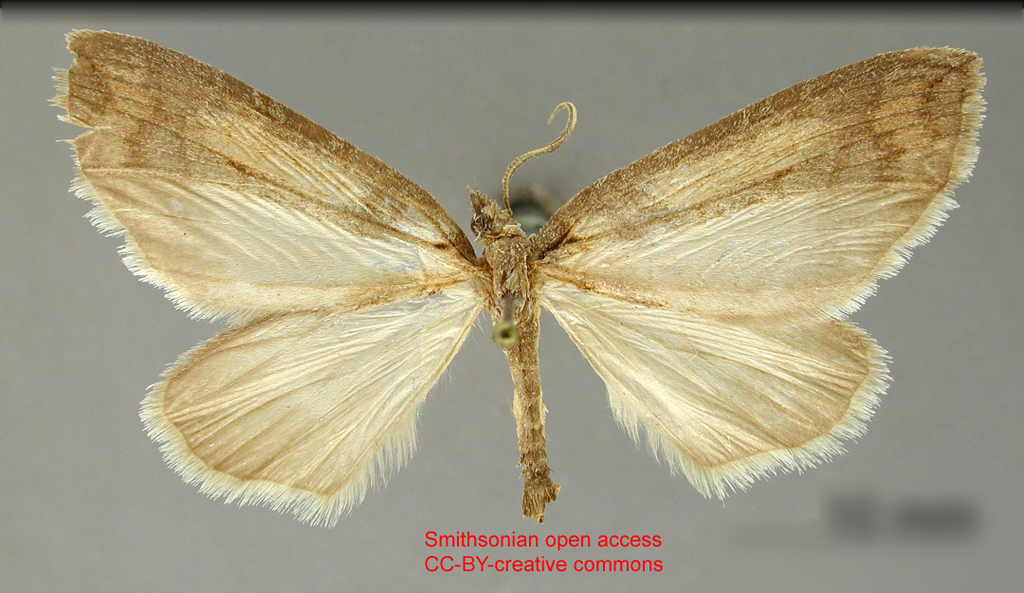 Grossbeckia gymnopomparia