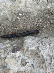 Ommatoiulus sabulosus aimatopodus