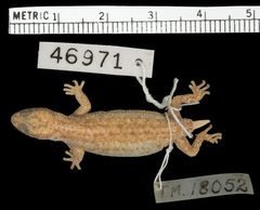 Calvinia Thick-Toed Gecko photo 3