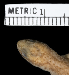 Calvinia Thick-Toed Gecko photo 4