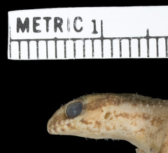 Calvinia Thick-Toed Gecko photo 5