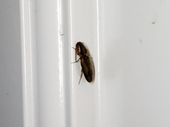 Conoderus vespertinus