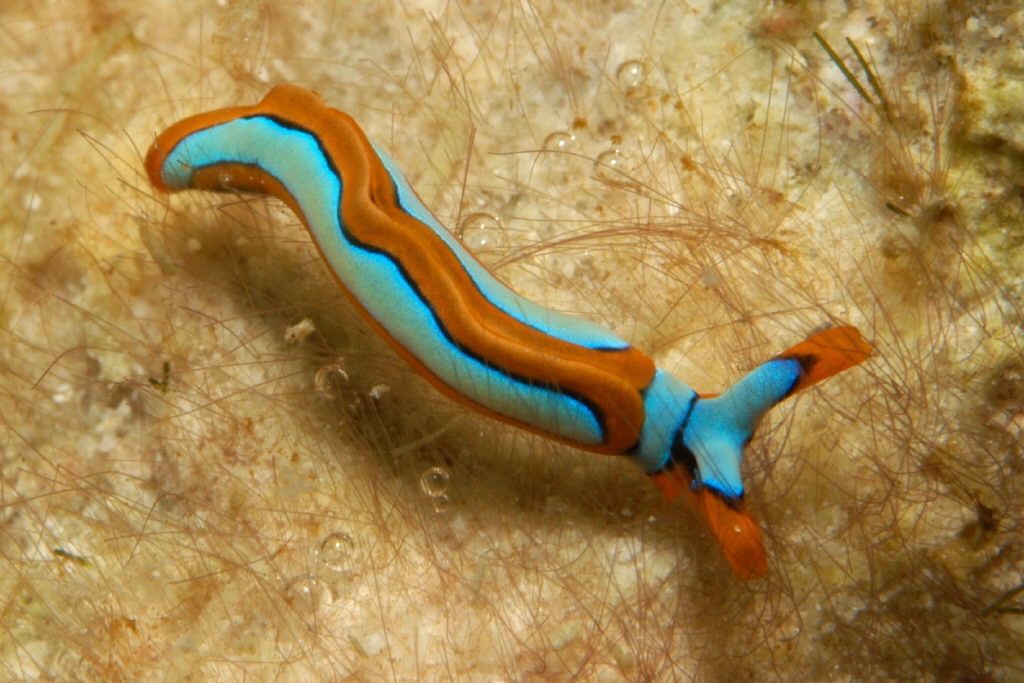 Photo of Lineolate thuridilla (Thuridilla lineolata)