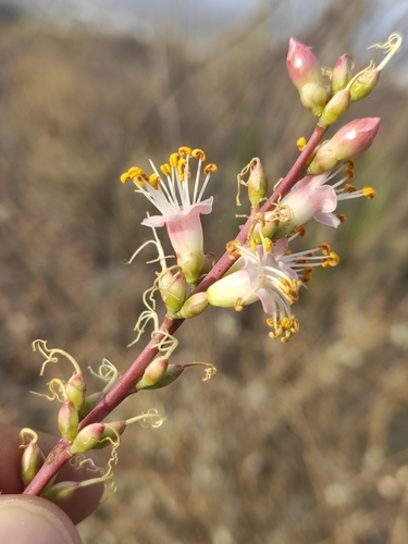 Image of Fouquieria burragei by (c) Abraham Sánchez Romero, some rights reserved (CC BY)