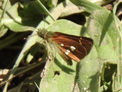 Piruna polingii
