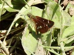 Piruna polingii