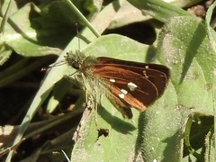Piruna polingii