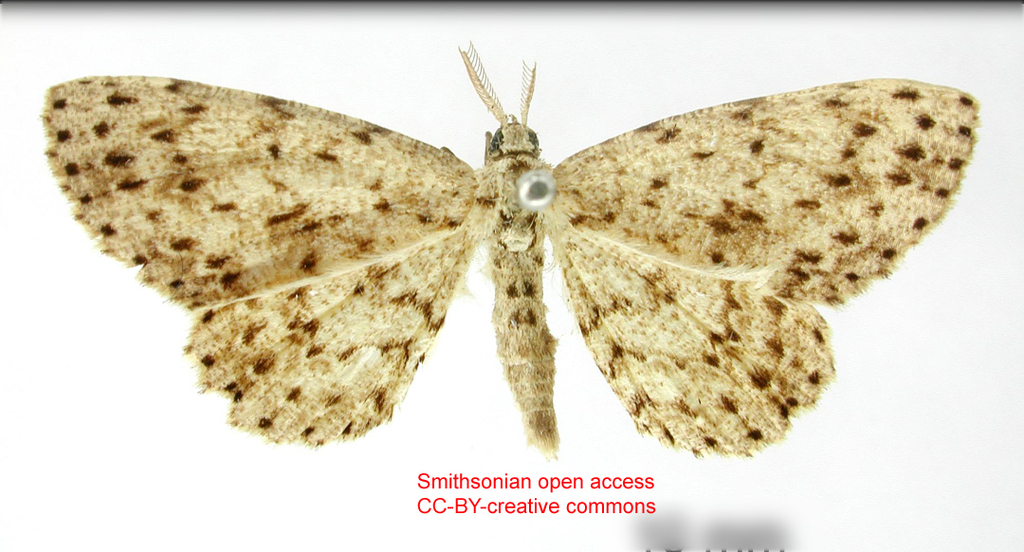 Hymenomima canidentata