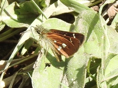 Piruna polingii