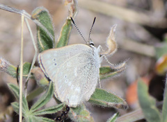 Satyrium semiluna