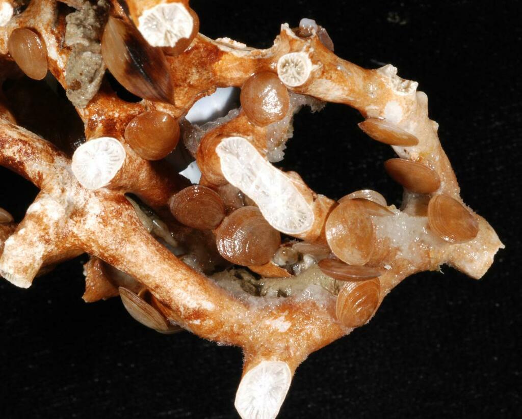 maculate stony coral