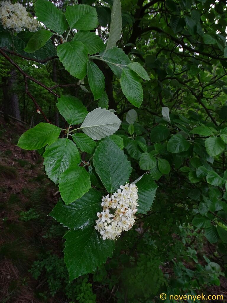 Sorbus latissima