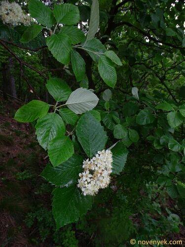 Sorbus latissima (Karpatiosorbus andreanszkyana)