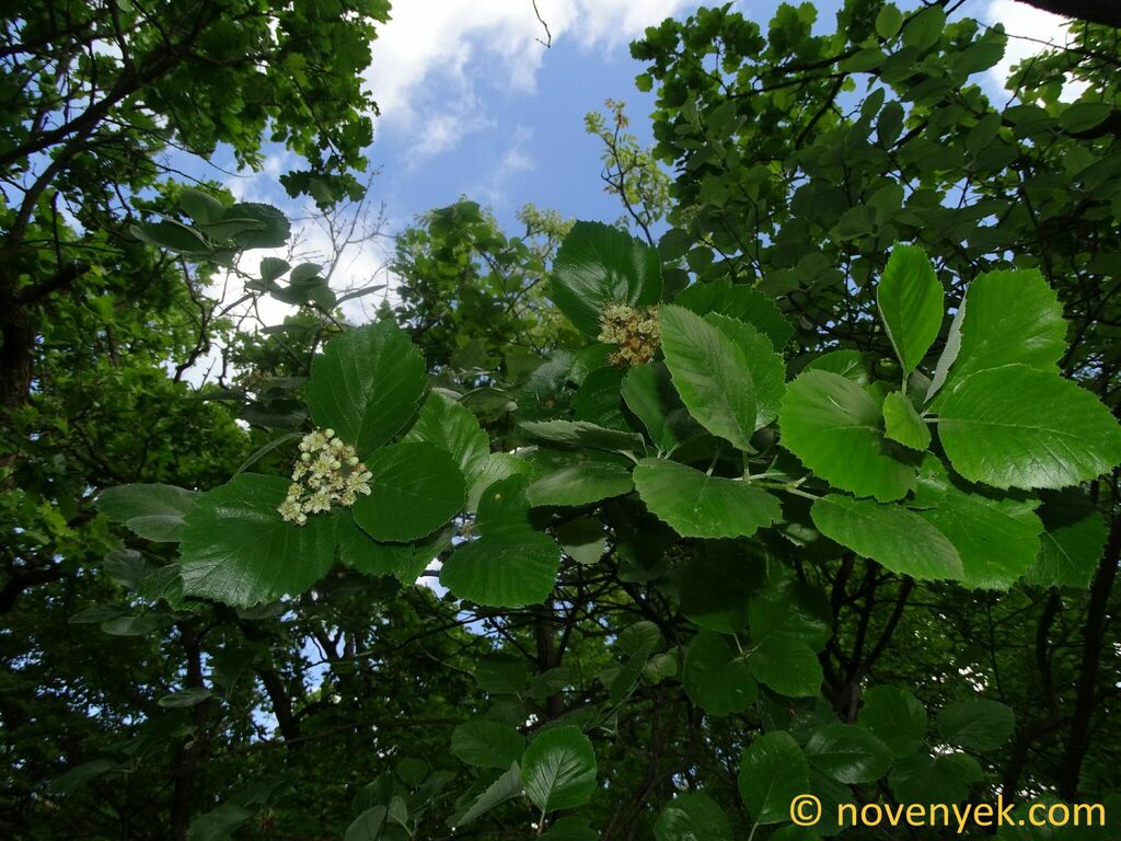 Karpatiosorbus balatonica