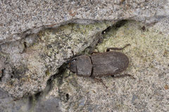 Velutinodorcus carinulatus