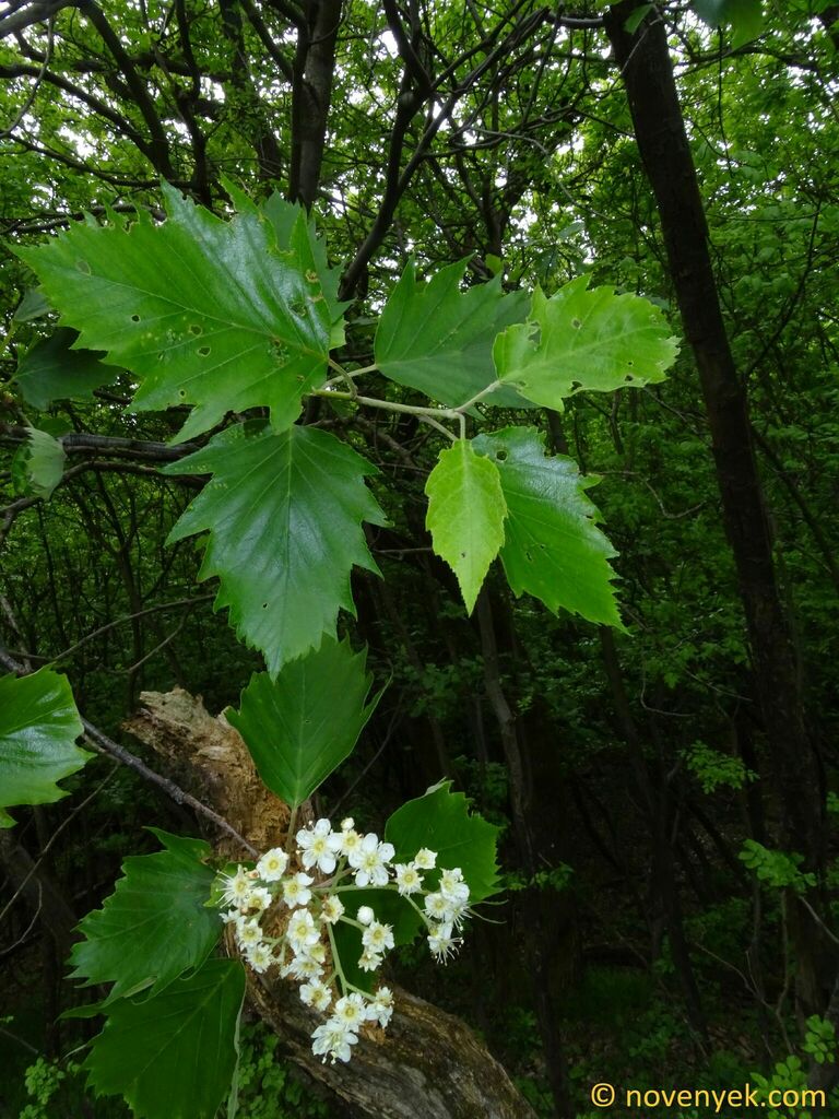 Karpatiosorbus degenii