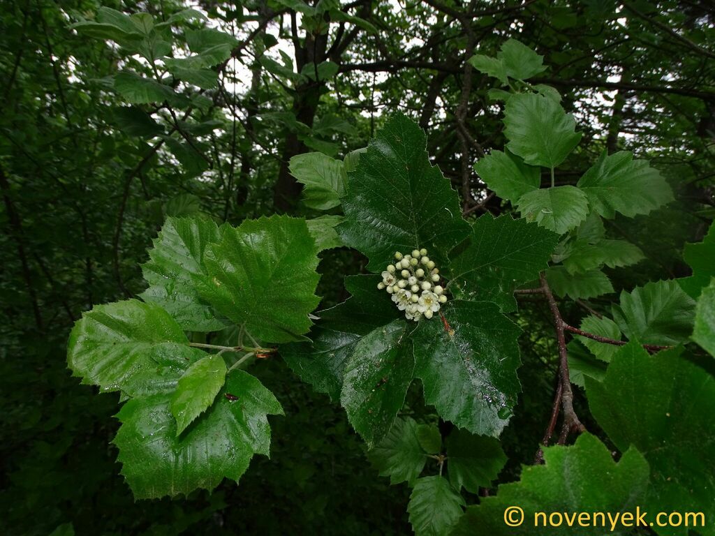 Karpatiosorbus gayeriana