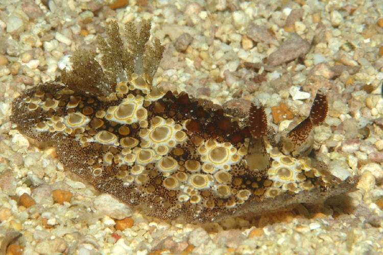 Carminodoris estrelyado