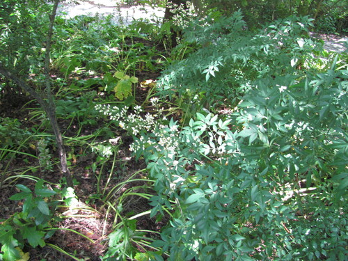 Nandina domestica