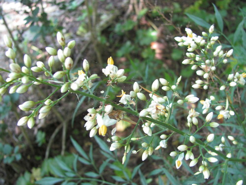 Nandina domestica
