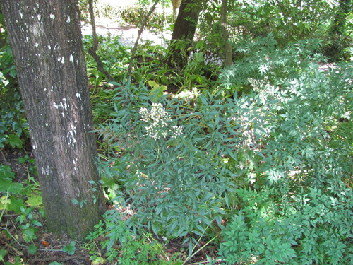 Nandina domestica