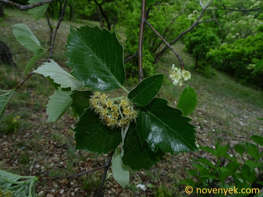 Karpatiosorbus gerecseensis