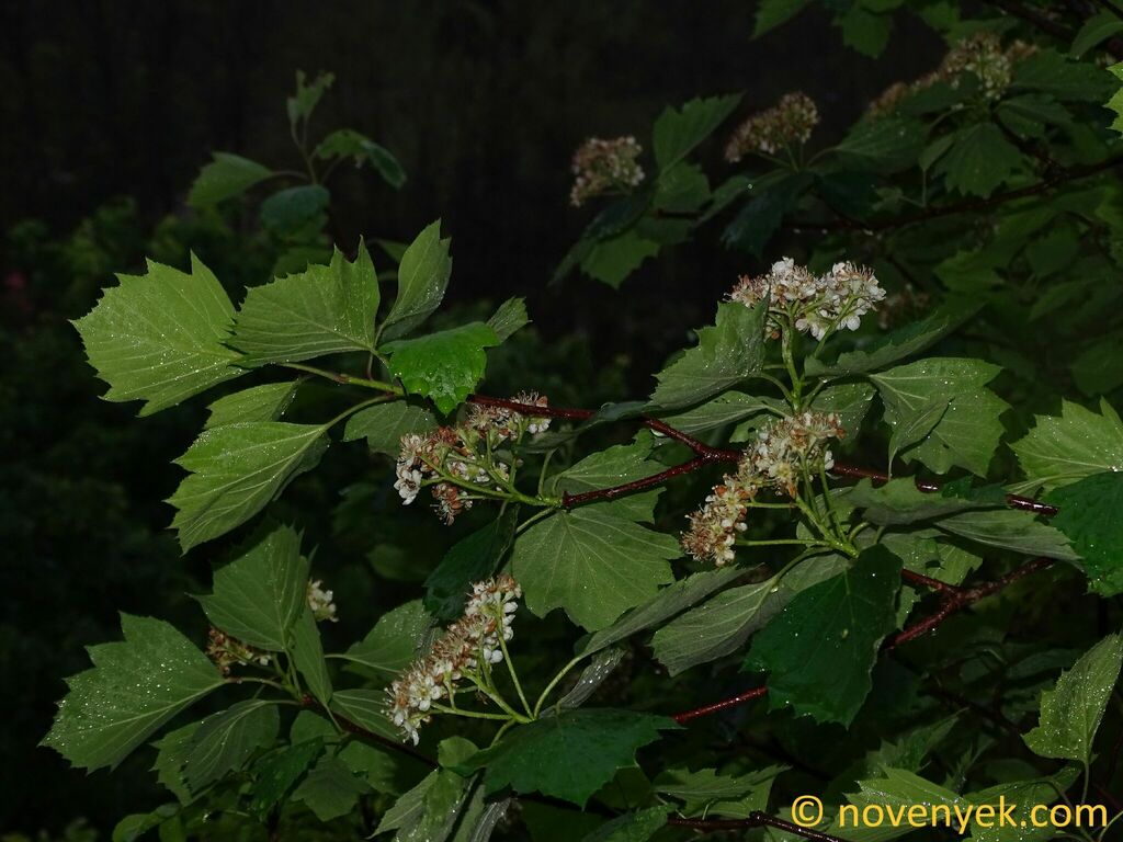 Karpatiosorbus rhombiformis