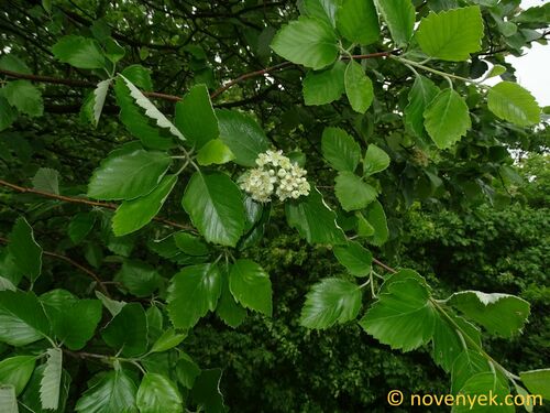 Sorbus redliana (Karpatiosorbus redliana)