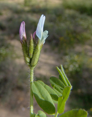 Astragalus hispidulus