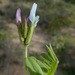 Astragalus hispidulus - Photo (c) Ron Frumkin, alguns direitos reservados (CC BY-NC), uploaded by Ron Frumkin