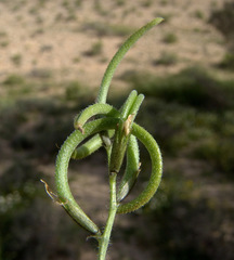 Astragalus hispidulus