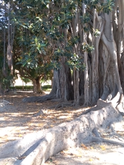Ficus