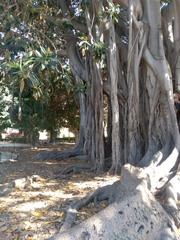 Ficus