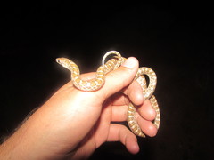 Arizona elegans philipi