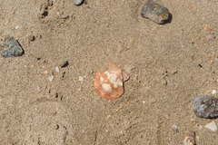 Volachlamys hirasei