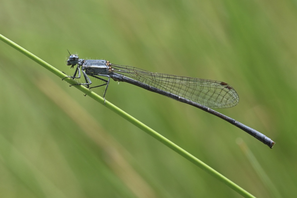 Stout Threadtail