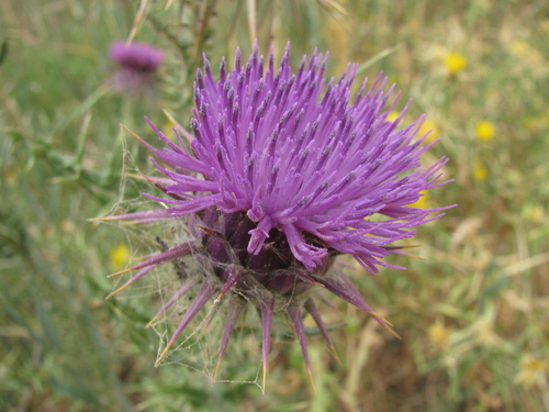 Image of Milk Thistle (Onopordum alexandrinum) by (c) Nachman bones, some rights reserved (CC BY)