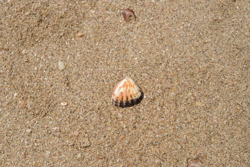 Carditidae