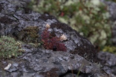 Hylotelephium telephioides