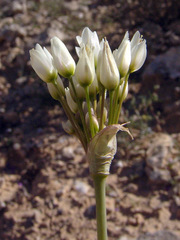 Allium negevense