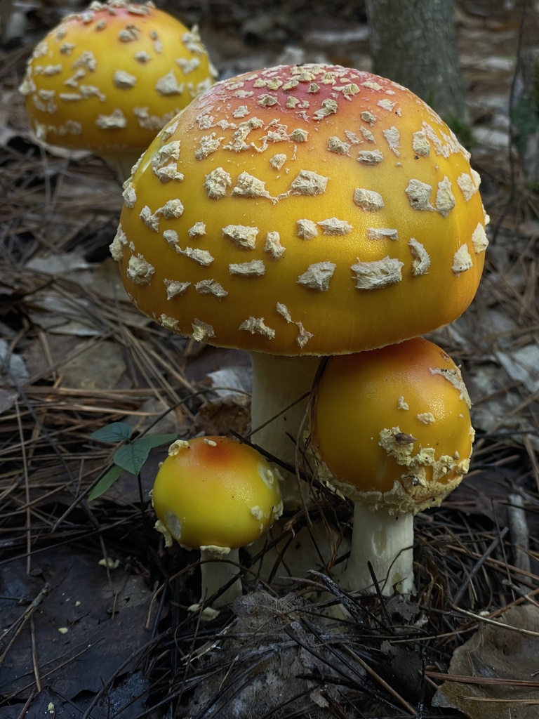 Amanita muscaria<br>31 October, 2024
