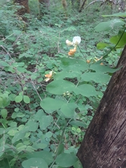 Lathyrus holochlorus