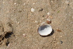 Mactra quadrangularis