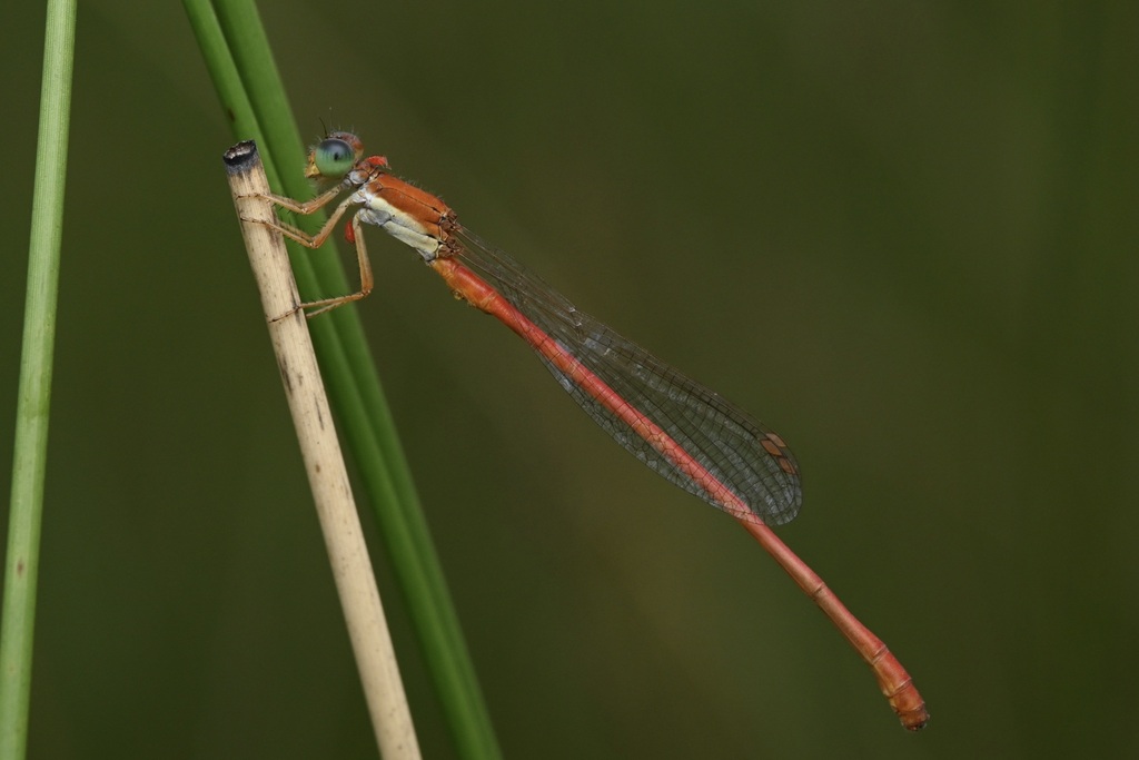 Cream-sided Citril