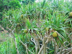 Pandanus tectorius