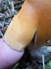 Amanita subnudipes