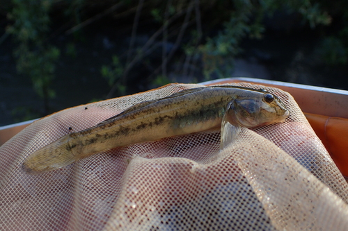 Freshwater goby (Awaous aeneofuscus) — Gobiidae — 3