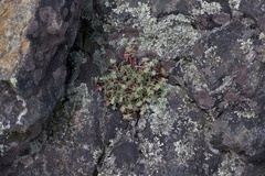 Paronychia argyrocoma